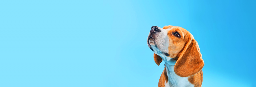 Dog looking up at dog poop pick up service page