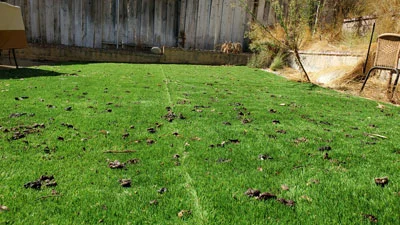 image of a lawn full of dog poop before Scoop Masters dog poop pick up service gets a hold of it.