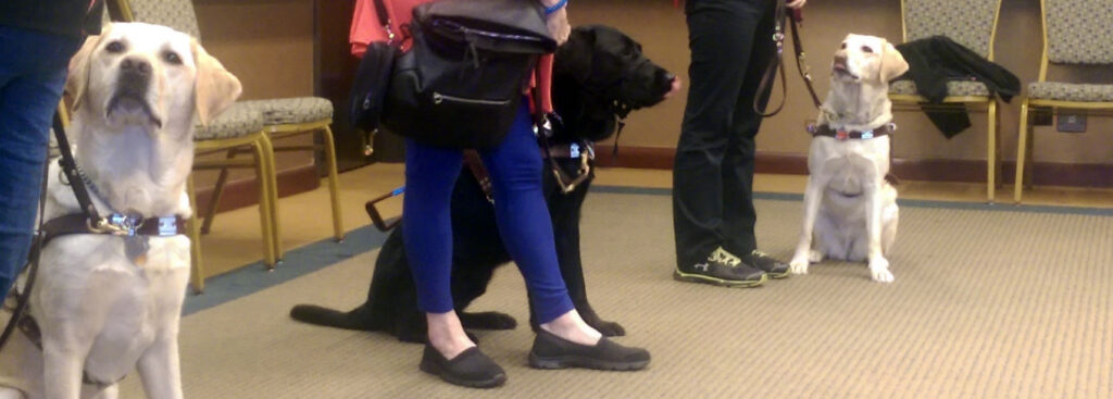 Image of 3 guide dogs in training class