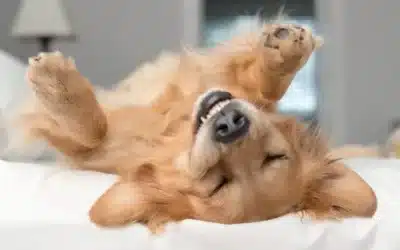 What Does My Dog Dream About?