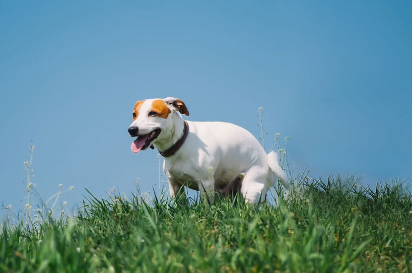 Image of dog pooping in the grass for Scoop Masters dog Poop pick up service web site