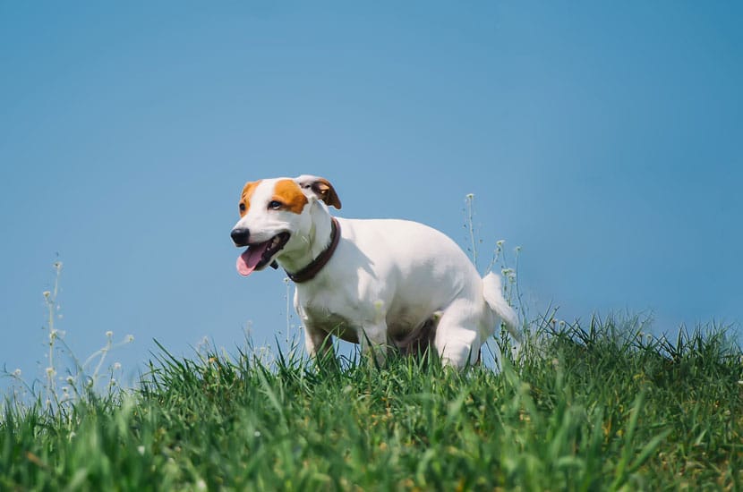 image of white, medium size dog squatting to poop in some tall grass.