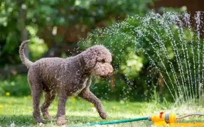 Do This to Keep Your Dog Cool This Summer