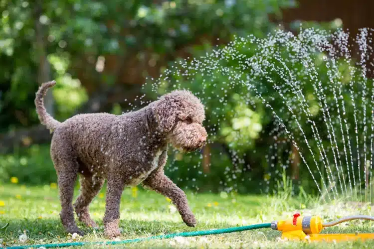 Image of Labradoodle playing in the sprinklers for scoop masters pet waste removal blog page