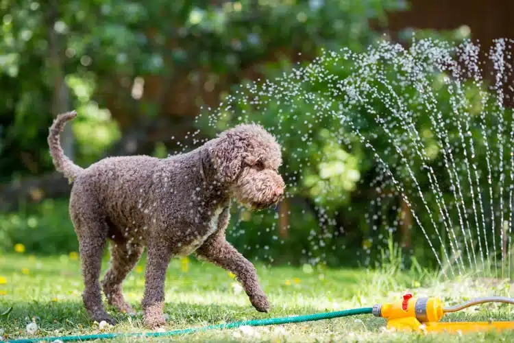 Do This to Keep Your Dog Cool This Summer