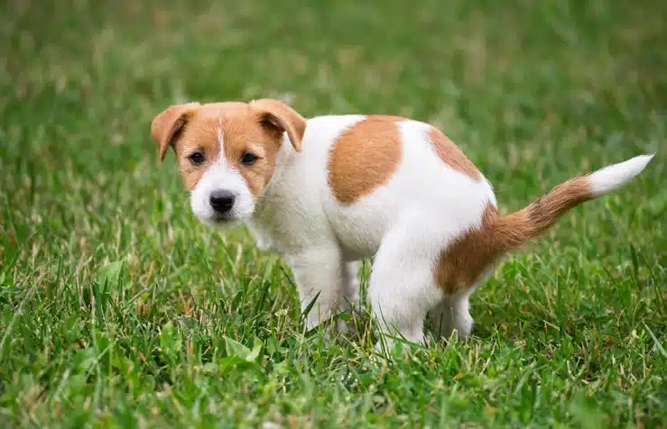 Image of dog pooping for scoop masters dfw pet waste removal service