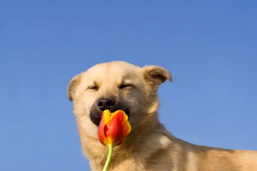 Image of dog smelling flower because his dog poop has been cleaned up and his area smells fresh and clean
