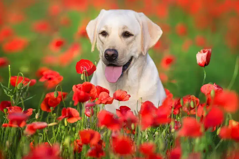 image of white labrador retriever in a field of flowers for scoop masters pet waste removal in Austin and dfw 