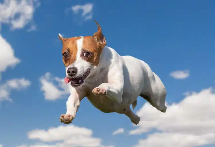 Image of flying dog for scoop masters dog poop pick up service blog page