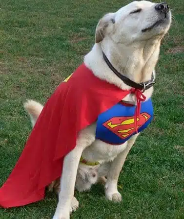 Image of a super dog for scoop masters per waste removal blog