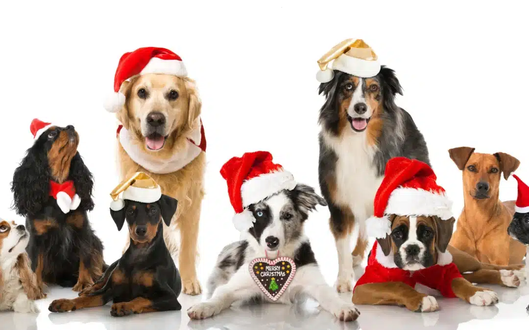 Christmas dogs image of dogs in santa hats for Scoop Masters pet waste removal site