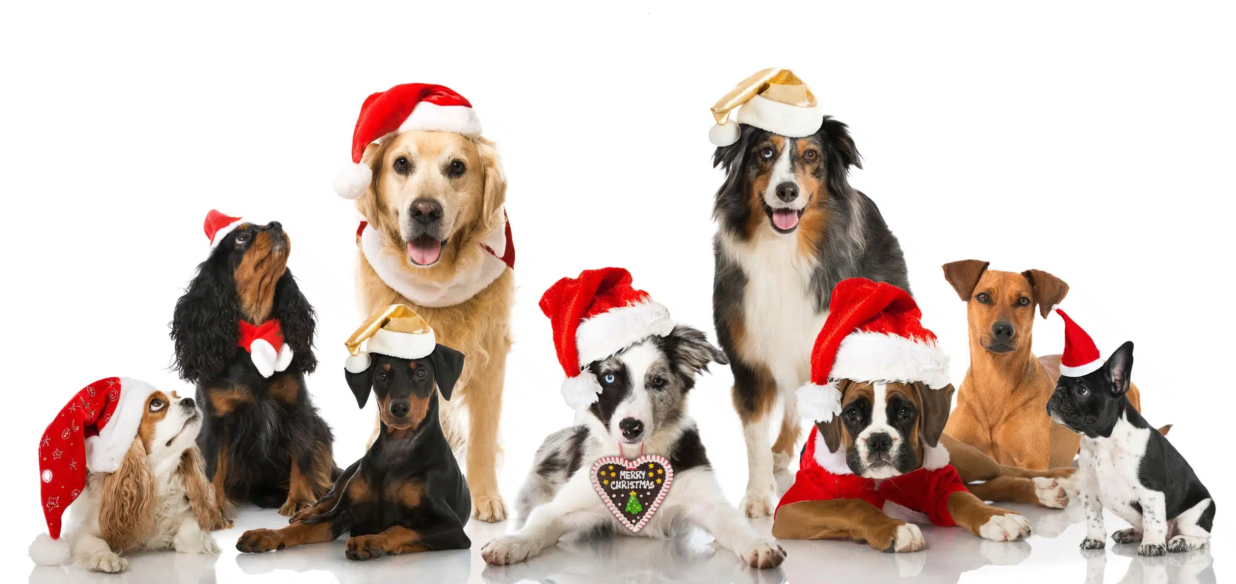 Christmas and Your Dog - Scoop Masters