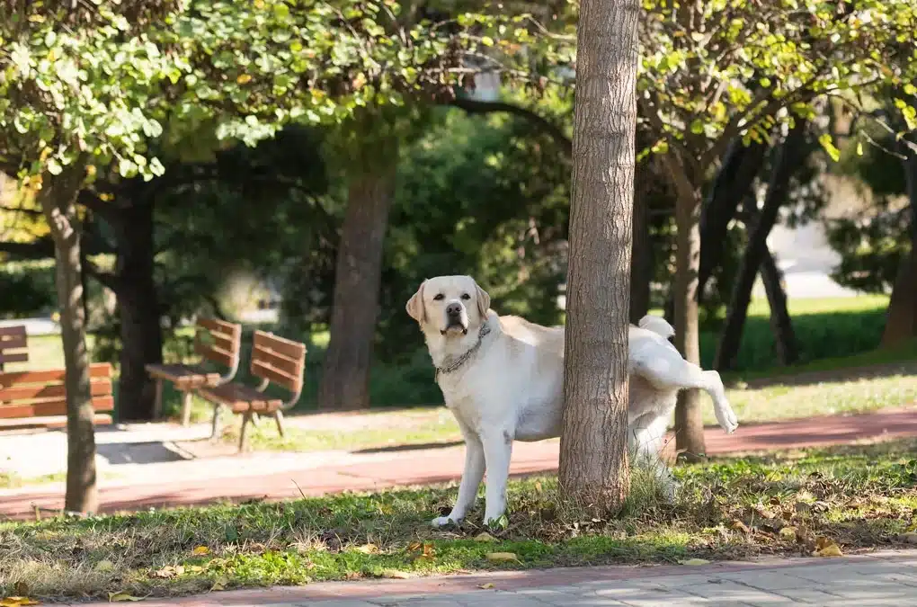 Image of dog peeing on tree for scoop masters pet waste removal site.