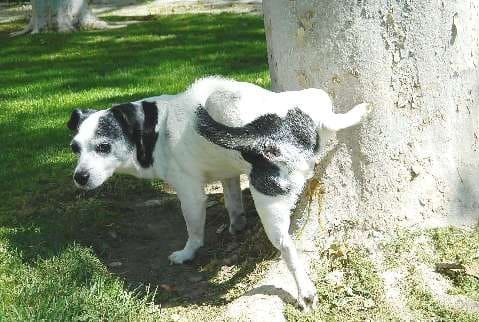 Jack Russell peeing on a tree for Scoop Masters blog about odor control and your pets