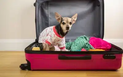 What to do with your pets when you’re away for the holidays