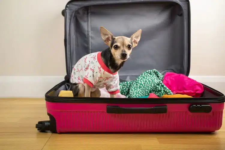 What to do with your pets when you’re away for the holidays