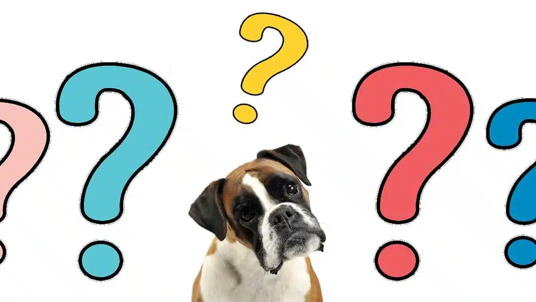 Image of dog with question marks deciding on what pooper scooper device he should buy for Scoop Masters Pet Waste Removal.