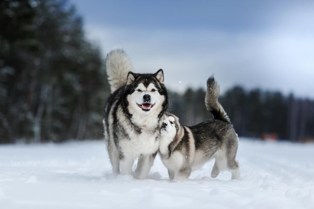 alaskan malamute dogs in the snow sweater pets winter shelter shelter winter winter