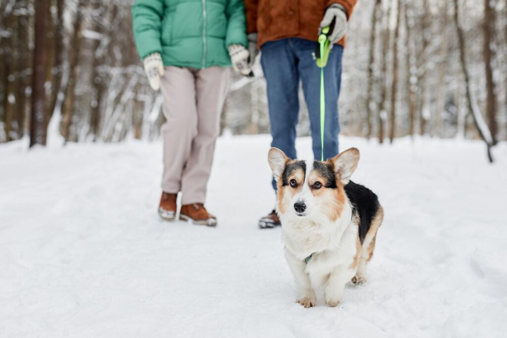 corgi dog walking in the snow on a leash older dog house outdoor dog spends cold ground senior dogs heated pad body temperature