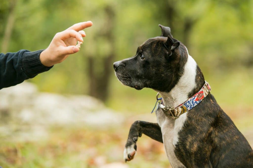 dog getting a treat dog learns gentle pressure opposite direction new puppy dog to walk left hand