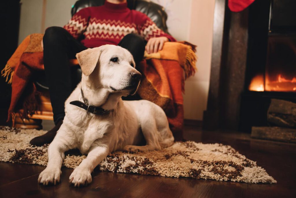 dog sitting by his owner by the fire most dogs dog's diet dog hydrated keep dogs warm keep dogs warm winter cold shelter