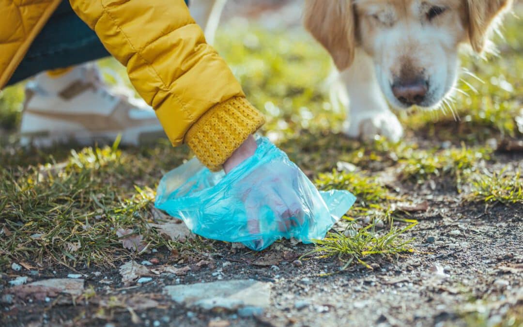 How Often Should A Dog Poop?