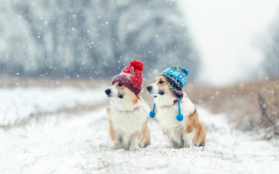 8 Ways To Keep Your Dog Warm Outside In The Winter