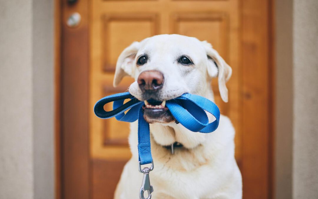 How To Train A Dog To Walk On A Leash