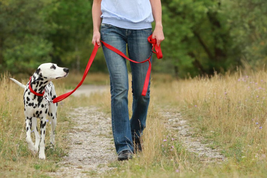 ma walking dalmatian dog on trails pull food example teaching right hand puppies dog's example sniff cue practice teaching teaching