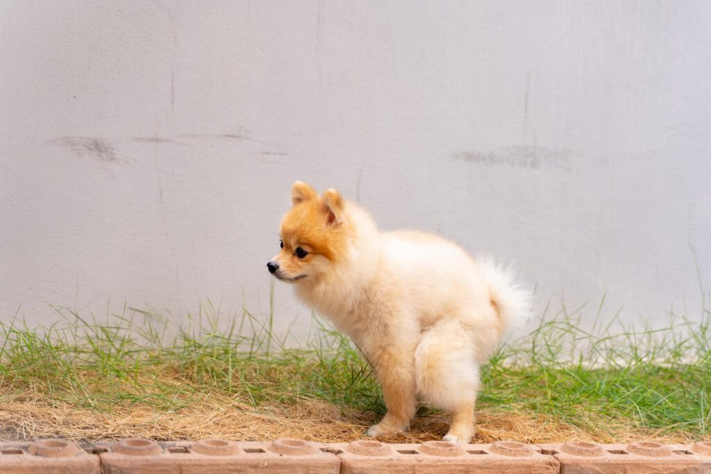 small dog pooping on grass adult dog well formed frequently concerned pooped life intestines diet