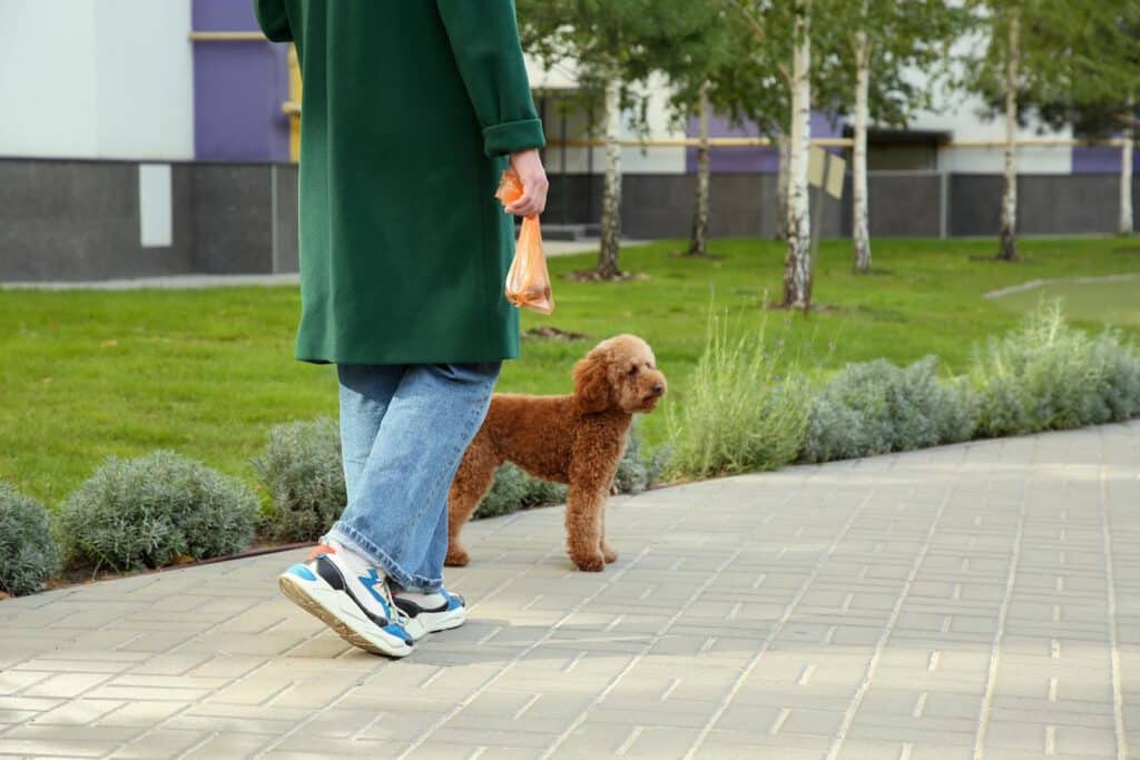 two elderly people walking a dog vary based feeding eaten normal diet food