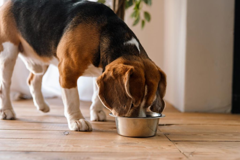 beagle eating dog food canned pumpkin ice cube technique olive oil natural stool softener dog's abdomen coconut oil