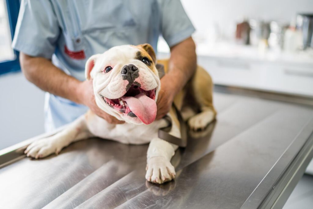 dog at the vet dog is eating faeces dogs poop steal food dog from eating animal faeces other dogs eating dog owner puppy other animals