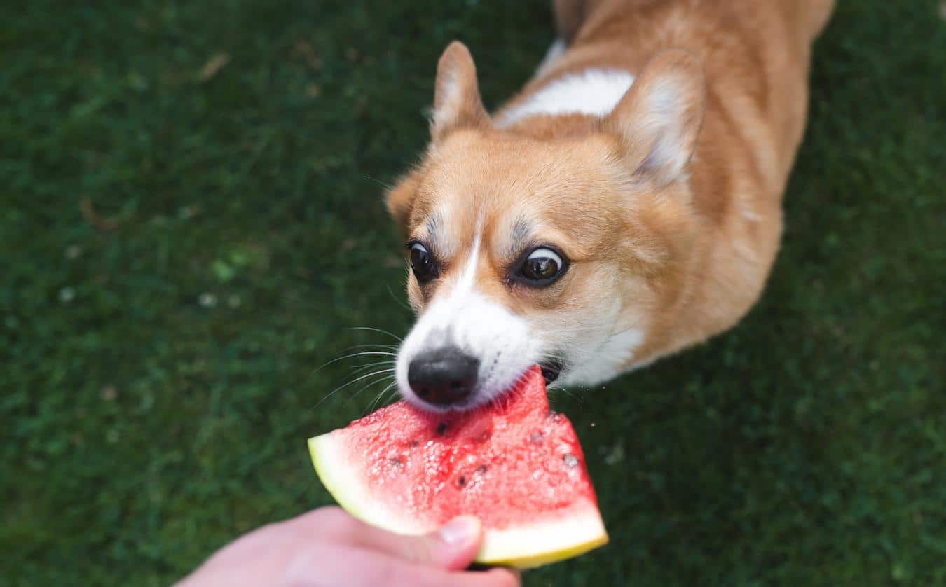 dog eating watermelon from owners hand dog from eating grass dog eats grass ate grass dog eat grass dog eats grass upset stomach dogs