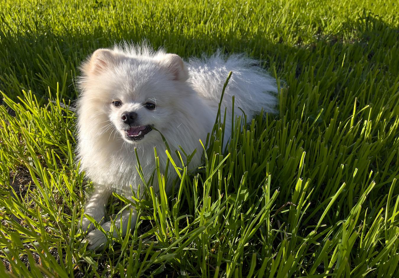 dog laying in grass and eating grass many dogs eaten grass dogs eat grass eats grass dogs eat grass dogs eat grass dog
