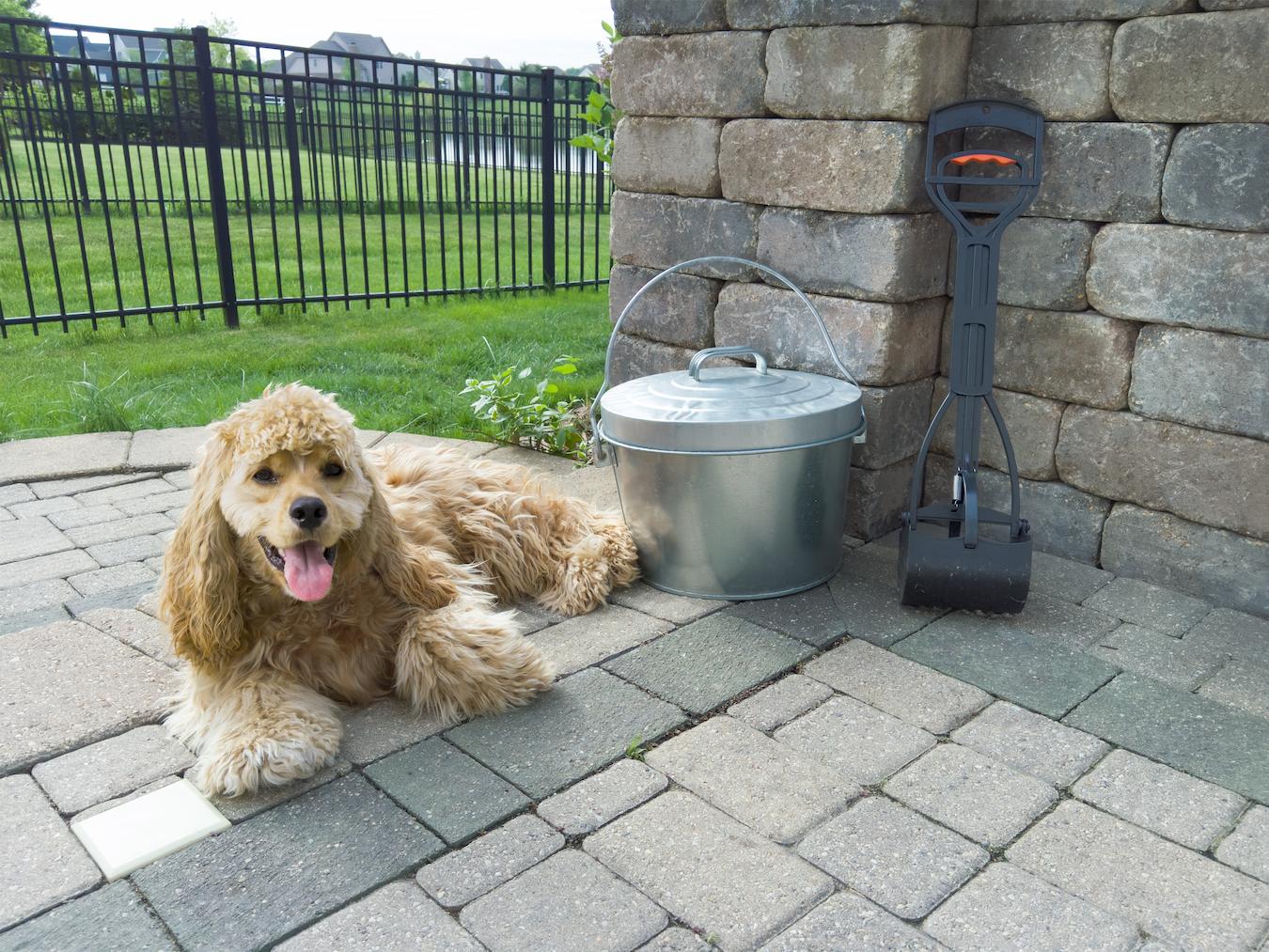 dog laying next to a pooper scooper pooper scoopers dog's waste trash can pet owner other pets compost pile own yard pooper scooper dog poo pet owners pet's poop dog parks pet parents