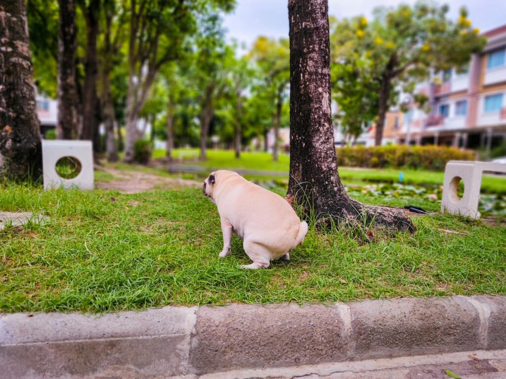 dog pooping by a tree aids digestion dog's digestion chronic constipation dog's belly stool softeners body weight coconut oil