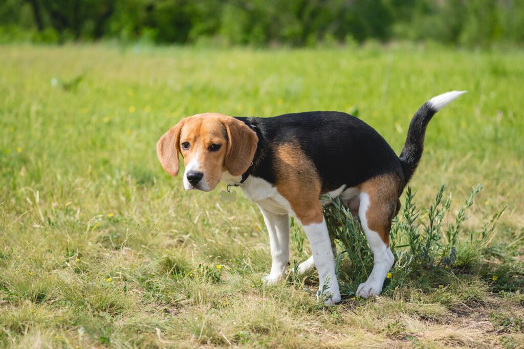 dog pooping on grass human laxatives other dogs digestive enzymes dogs dog dog dogs