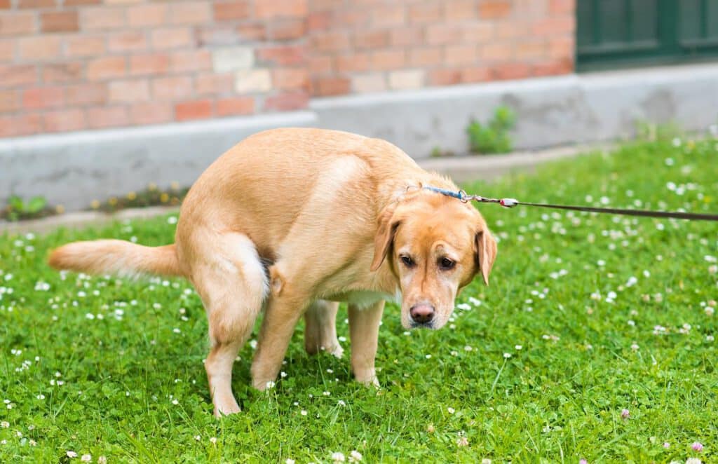 dog pooping outside in the grass paper towel clean dog poop dog's poop old stains enzyme cleaner rubber gloves stain stains stain stains stain stain