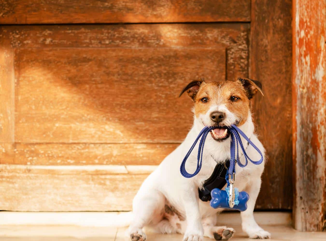 dog sitting holding a leash in his mouth poop bag walking toilet hands clean nature job job carry double check dirty work water supply walking carry dispose attract flies nature calls grab dogs