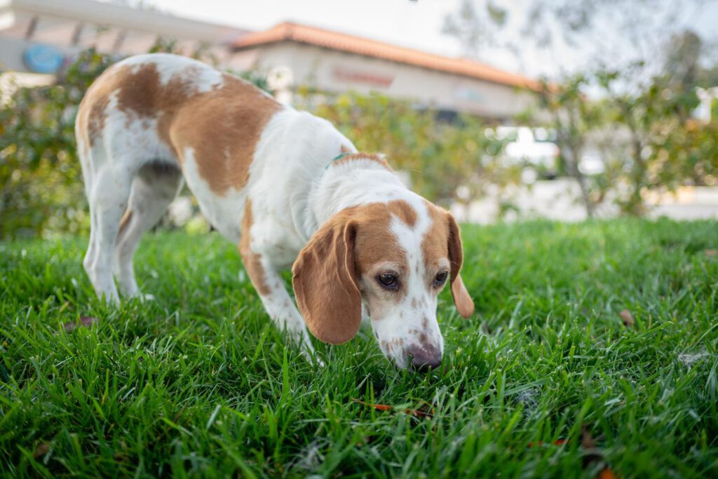 dog sniffing the grass restrict access dog most puppies three dogs human toothpaste normal behaviour eating poo dogs eating dog