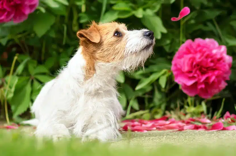 A really cure dog sniffing flowers to demonstate how clean and fresh a yard can be after being maintained by scoop masters pet waste removal - dog poop pick up and sanitizing service in the north los angeles area