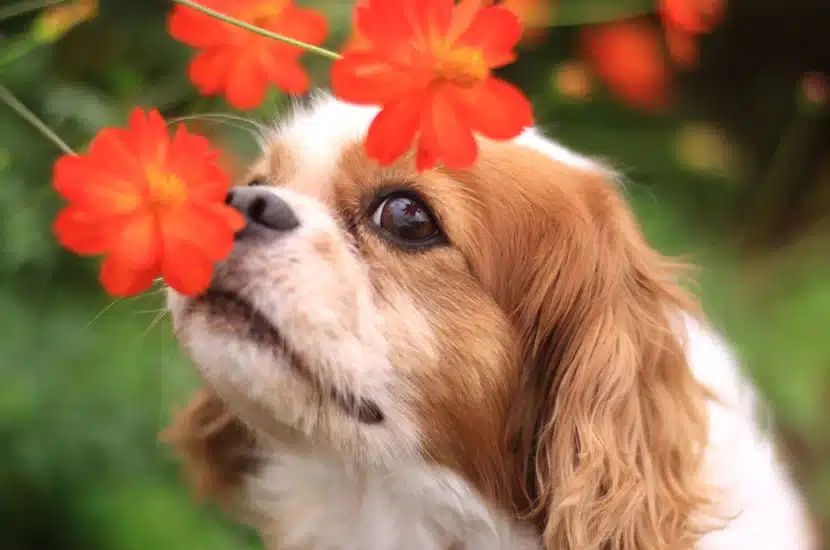 Cute puppy dog smelling flowers of a yard that has been cleaned and sanitized by Scoop Masters pet waste removal services in Thousand Oaks