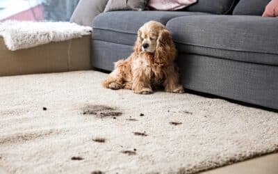 How To Get Dog Poop Out Of Your Carpet In 7 Simple Steps