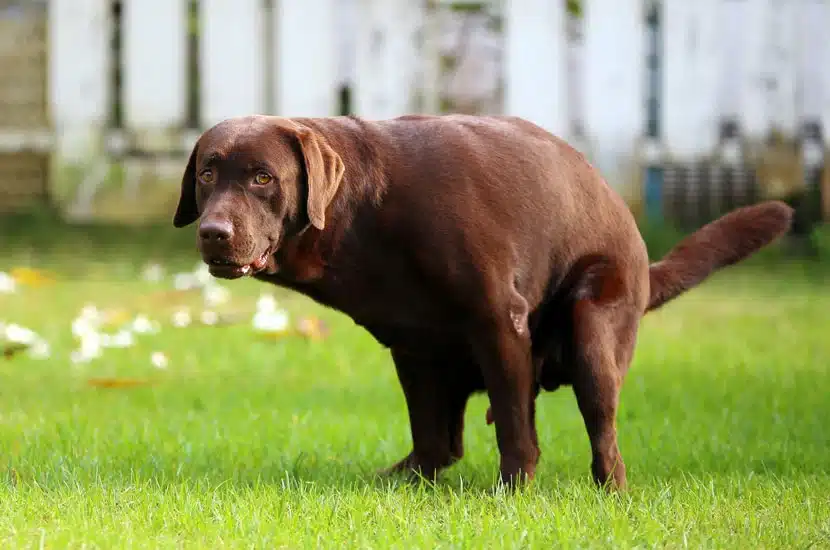 image of brown lab taking a dump on a lawn that needs to be cleaned up by a professional pet waste removal service like Scoop Masters in North Los Angeles
