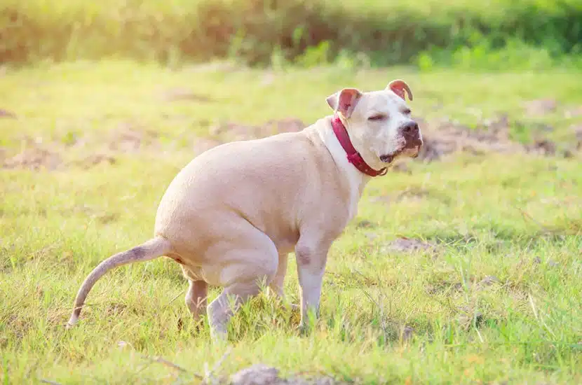 image of dog pooping in a community park serviced by Scoop Masters dog poop pick up service in Thousand Oaks, CA