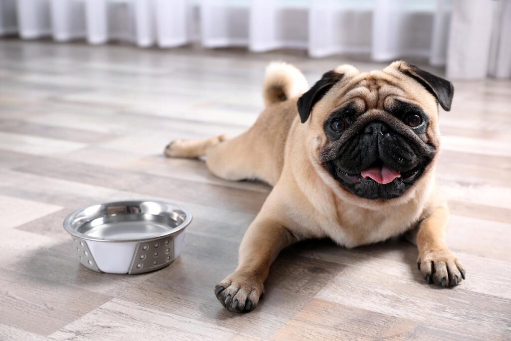 pug dog laying by bowl of water dog's diet dog's food dog's diet dog's food many dogs both the dog constipated olive oil most dogs