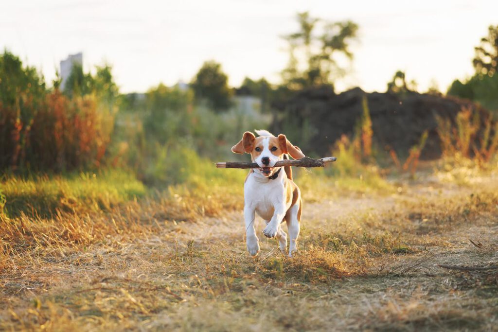 small dog running with a stick in her mouth developed coprophagia vitamin b deficiency dog called coprophagia