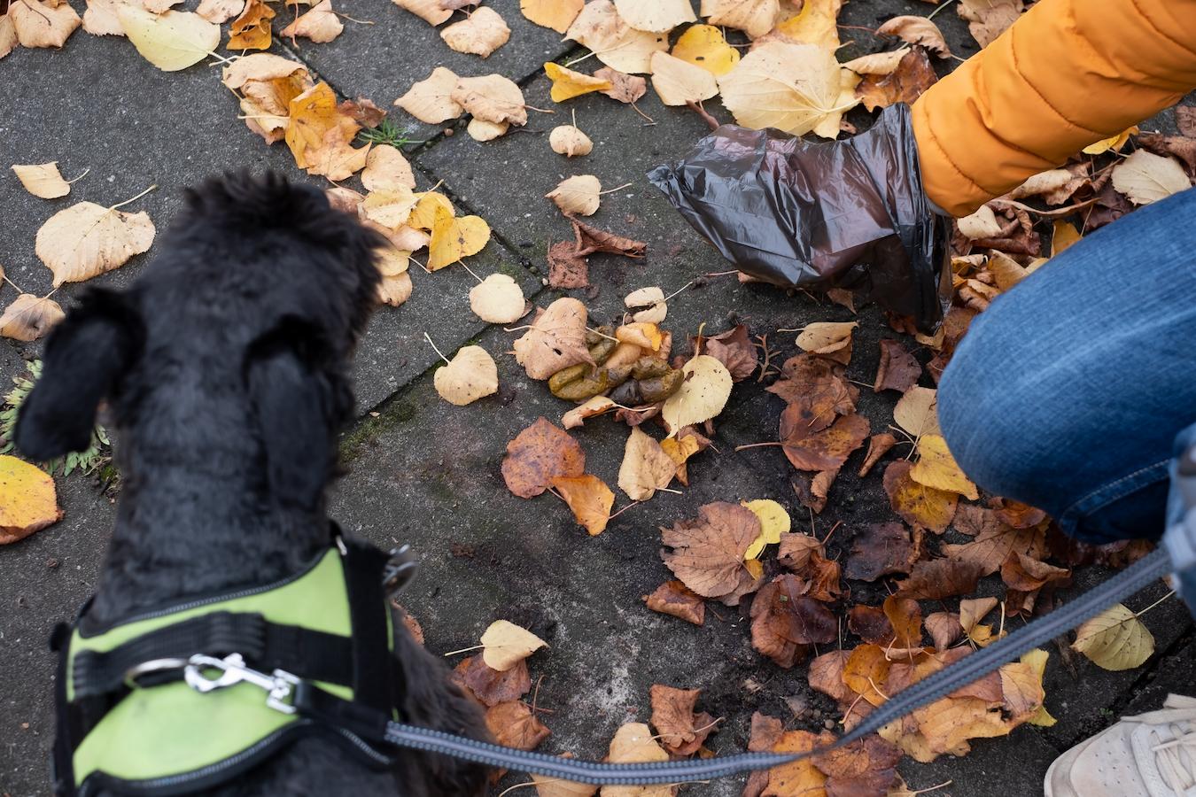 someone picking up dog poop on the sidewalk grass local water sources harmful pathogens smell other animals mess house throw dispose pick up the poop doggy bags cow manure