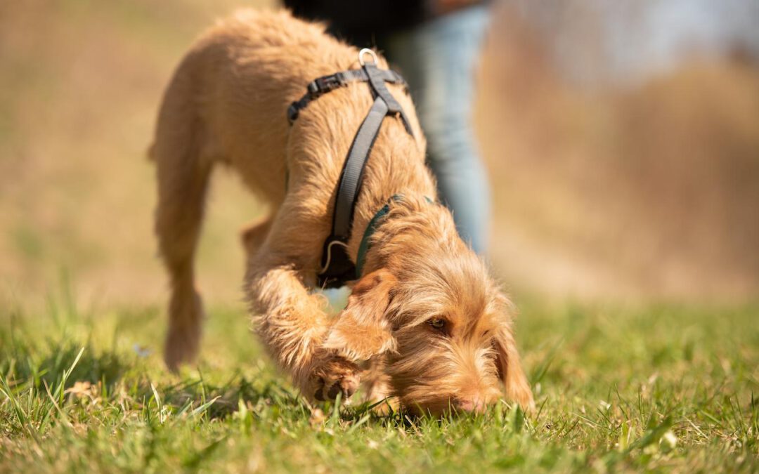 Why Does Your Dog Eat Poop And How To Get Them To Stop